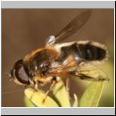 Eristalis pertinax - Gemeine Keilfleckschwebfliege m11.jpg